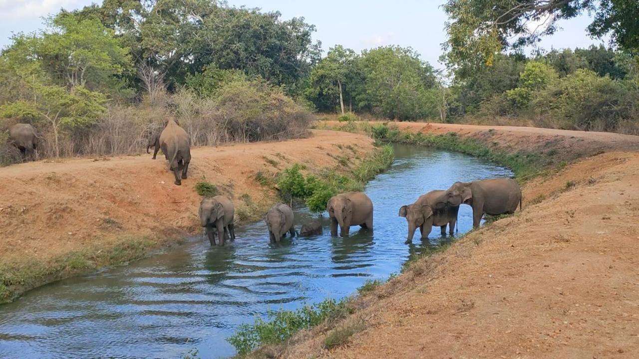 Отель Udawalawa Safari House Удавалаве Экстерьер фото